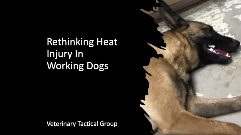 Rethinking Heat Injury in Working Dogs 2025